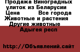 Продажа Виноградных улиток из Беларусии › Цена ­ 250 - Все города Животные и растения » Другие животные   . Адыгея респ.